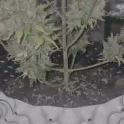 Fast4buds - Mephisto