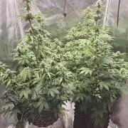 Mephisto : Bear Knuckles