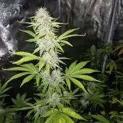 Mephisto : Bear Knuckles