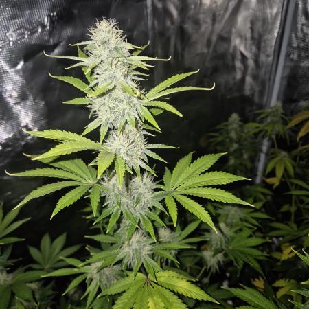 Mephisto : Bear Knuckles