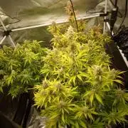 Kings Juice x Kings Kush - GreenHouse Co