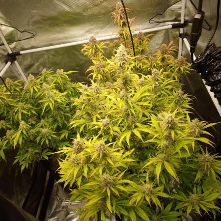 Kings Juice x Kings Kush - GreenHouse Co