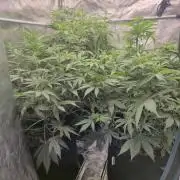 Kings Juice x Kings Kush - GreenHouse Co