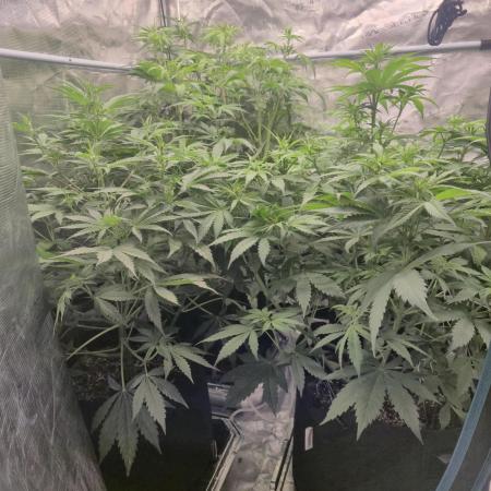 Kings Juice x Kings Kush - GreenHouse Co