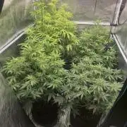 Kings Juice x Kings Kush - GreenHouse Co
