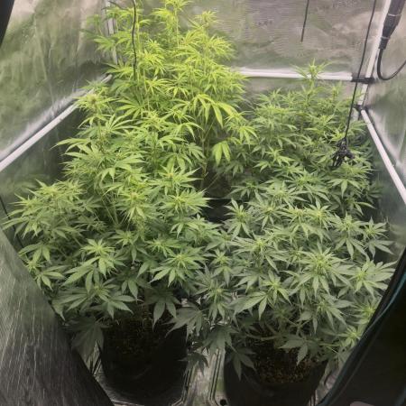 Kings Juice x Kings Kush - GreenHouse Co