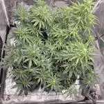 Swett ZZ + Apple Fritter Autos RQS