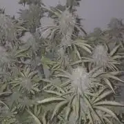 Kings Juice x Kings Kush - GreenHouse Co