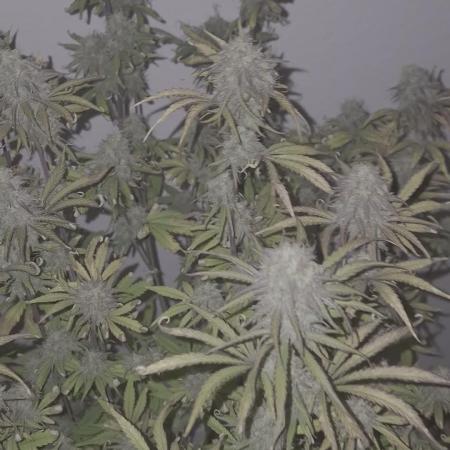 Kings Juice x Kings Kush - GreenHouse Co