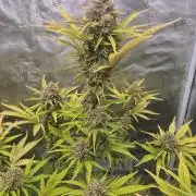 Mephisto : Bear Knuckles