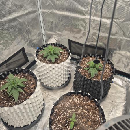 Fast4buds - Mephisto