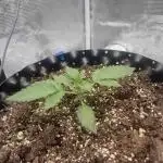 Mephisto : Bear Knuckles