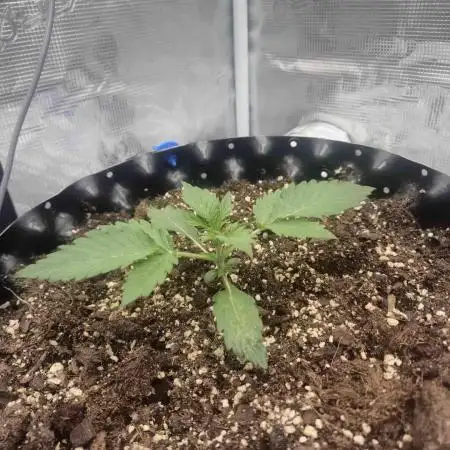 Mephisto : Bear Knuckles