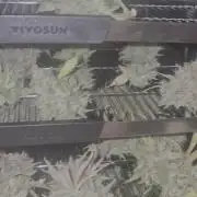 Fast4buds - Mephisto