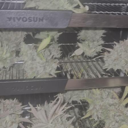 Fast4buds - Mephisto
