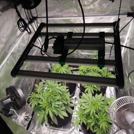 Kings Juice x Kings Kush - GreenHouse Co