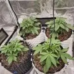 Mephisto : Bear Knuckles