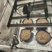 Kings Juice x Kings Kush - GreenHouse Co