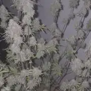 Kings Juice x Kings Kush - GreenHouse Co