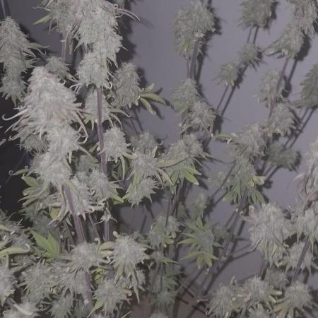 Kings Juice x Kings Kush - GreenHouse Co