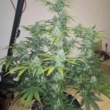 Swett ZZ + Apple Fritter Autos RQS