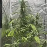 Fastbuds