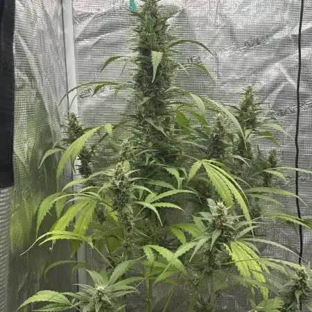 Fastbuds