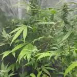 Fastbuds