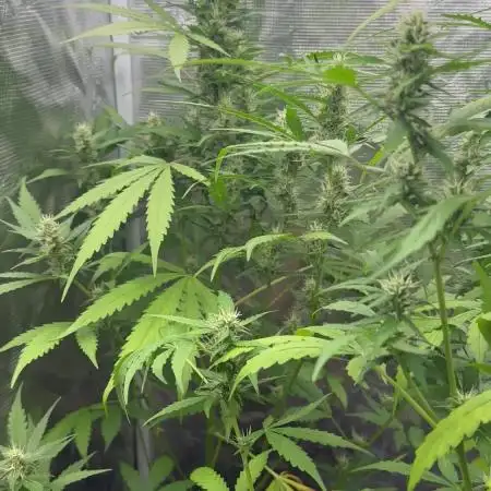 Fastbuds