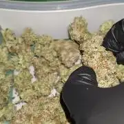 2025 - Epsilon F1 - LST, Topping, SCROG