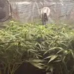 2025 - Epsilon1 F1 - LST, Topping, SCROG