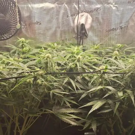 2025 - Epsilon1 F1 - LST, Topping, SCROG