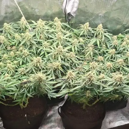 2025 - Epsilon F1 - LST, Topping, SCROG