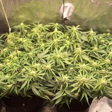2025 - Epsilon1 F1 - LST, Topping, SCROG