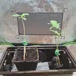 2025 - Cherry Poppers