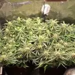 2025 - Epsilon F1 - LST, Topping, SCROG