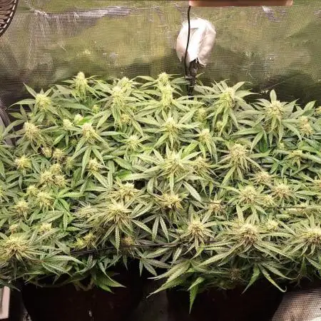 2025 - Epsilon F1 - LST, Topping, SCROG