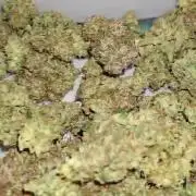 2025 - Epsilon F1 - LST, Topping, SCROG