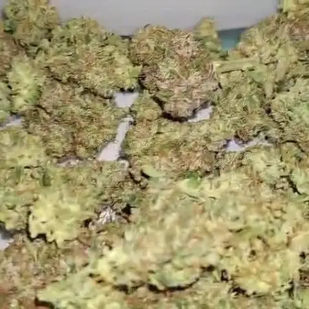 2025 - Epsilon F1 - LST, Topping, SCROG