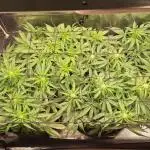 2025 - Epsilon1 F1 - LST, Topping, SCROG