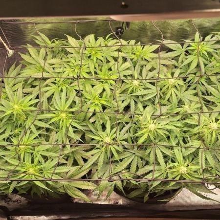 2025 - Epsilon1 F1 - LST, Topping, SCROG