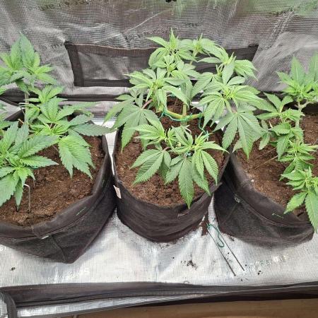 2025 - Cherry Poppers