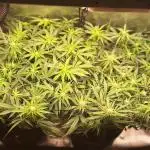 2025 - Epsilon1 F1 - LST, Topping, SCROG