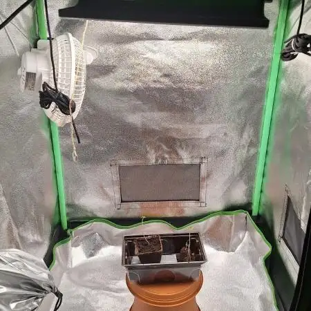 2025 - Cherry Poppers