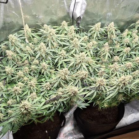 2025 - Epsilon F1 - LST, Topping, SCROG