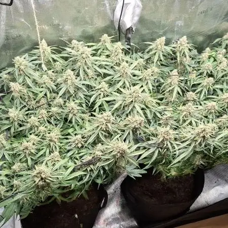 2025 - Epsilon F1 - LST, Topping, SCROG