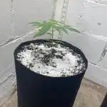 Fastbuds photoperoid mix pack scrog