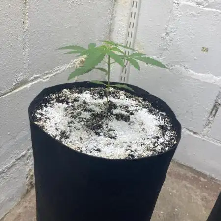 Fastbuds photoperoid mix pack scrog