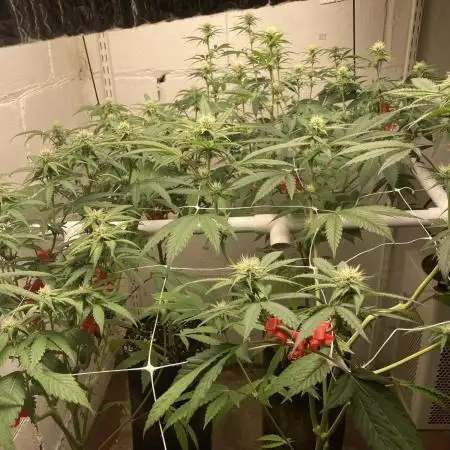 Fastbuds photoperoid mix pack scrog
