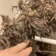 Fastbuds photoperoid mix pack scrog